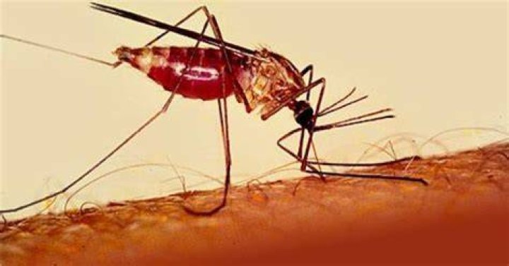 Top 10 Diseases in Africa – Most Deadly