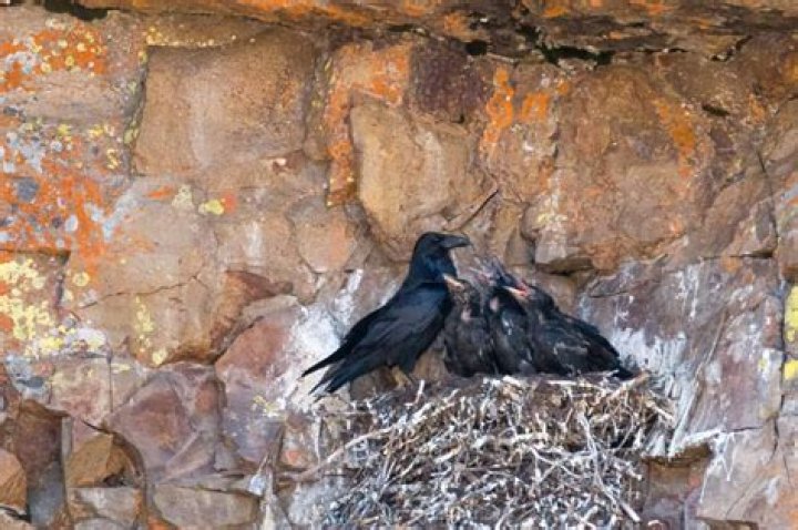 Where do ravens build their nests